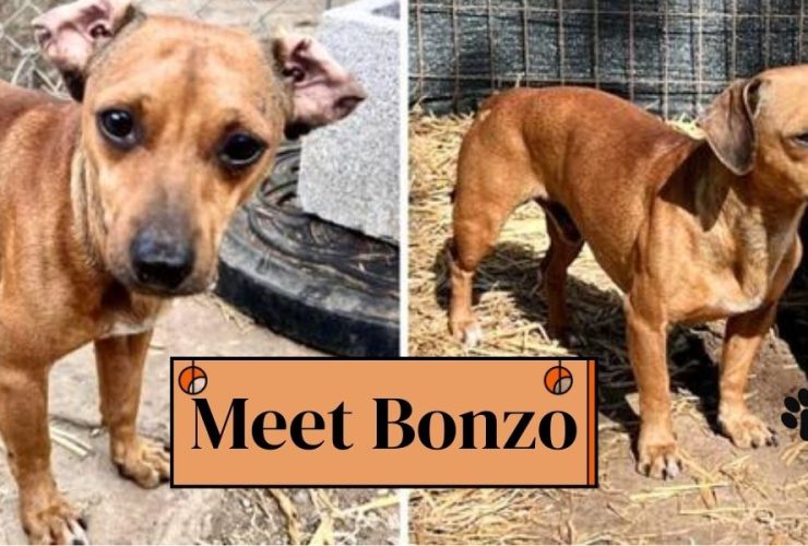 Rescued Shy Chihuahua from Hoarding Case Wants to Find a Home