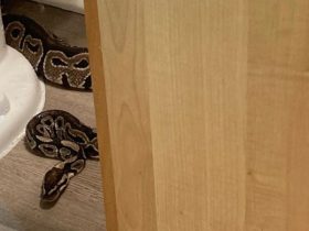 South Carolina Woman Finds Massive Snake Behind Toilet in Her Apartment