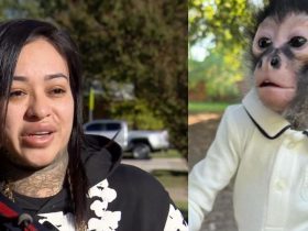 Texas Influencer Pleads for Return of Beloved Monkey After Drunk Driving Incident