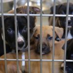 18 Puppies Rescued by Local Shelter: More Foster Homes Needed