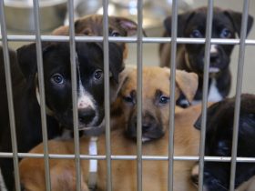 18 Puppies Rescued by Local Shelter: More Foster Homes Needed