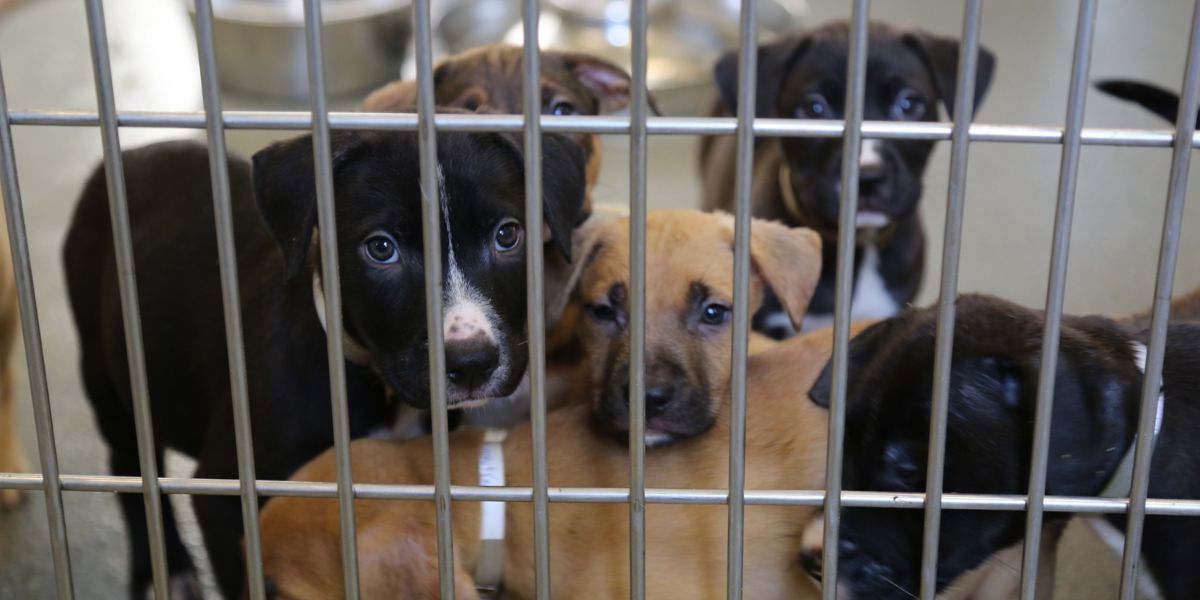 18 Puppies Rescued by Local Shelter: More Foster Homes Needed