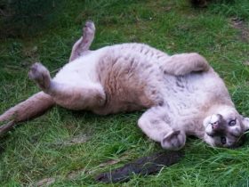 20 Big Cats Killed by Bird Flu in Devastating Incident at Washington Wildlife Sanctuary