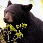 Bear Falls on Virginia Dad of 5 in Freak Hunting Accident 'He Was Doing What He Loved'