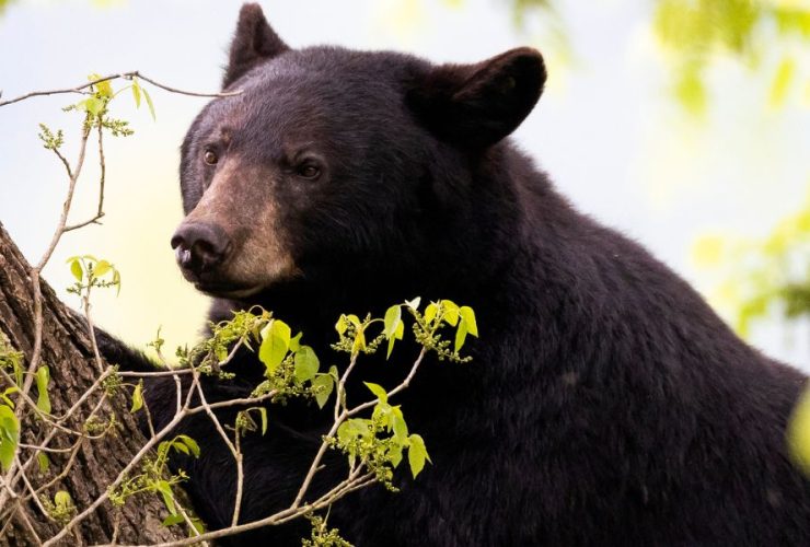 Bear Falls on Virginia Dad of 5 in Freak Hunting Accident 'He Was Doing What He Loved'