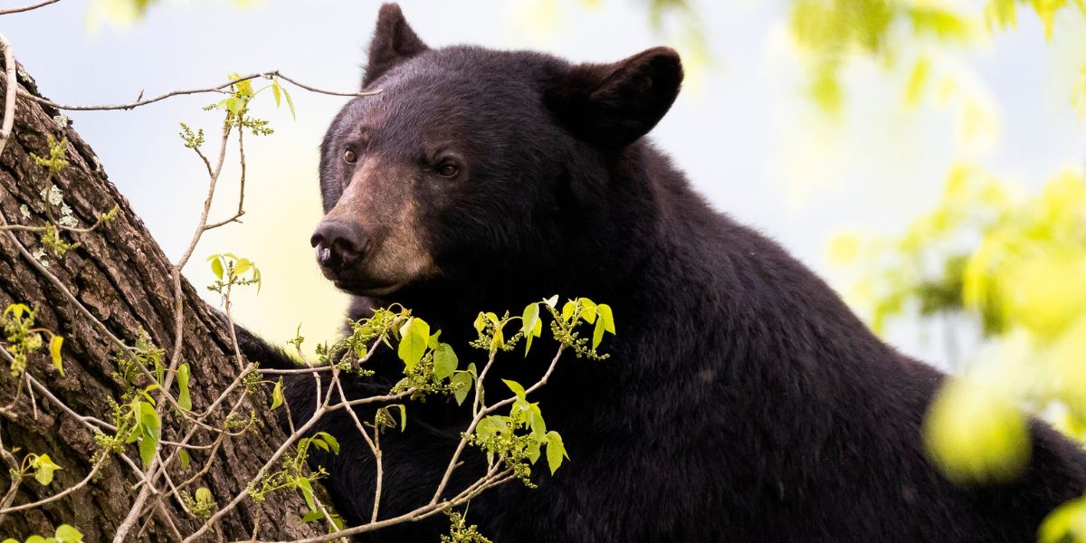 Bear Falls on Virginia Dad of 5 in Freak Hunting Accident 'He Was Doing What He Loved'