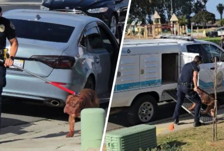 California Man Mauled to Death by his Own 3 Massive Dogs in Front of Horrified Playground Onlookers