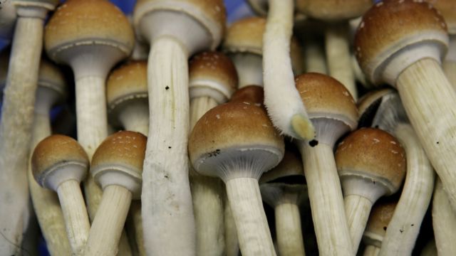 Colorado Begins Accepting Applications for Psilocybin Service Centers Starting December 31