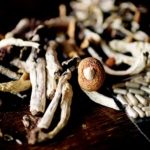 Colorado Begins Accepting Applications for Psilocybin Service Centers Starting December 31