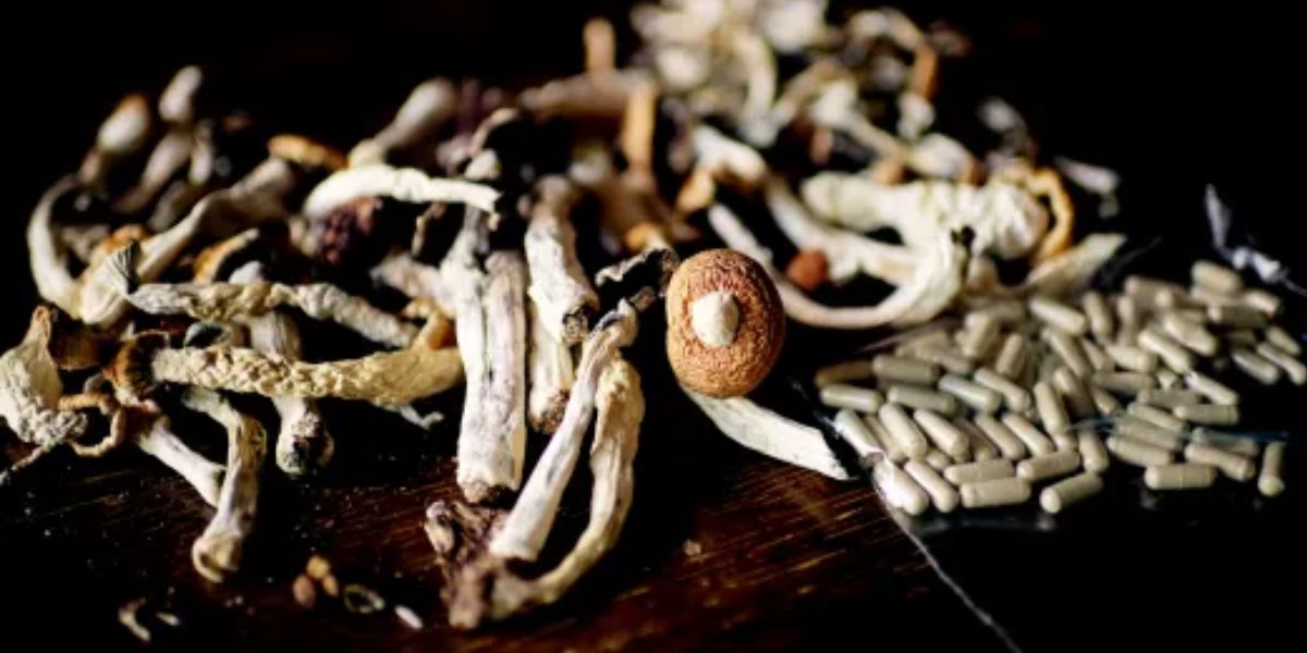 Colorado Begins Accepting Applications for Psilocybin Service Centers Starting December 31