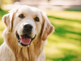 Deadline Approaching Get Your Pennsylvania Dog License Before It’s Too Late