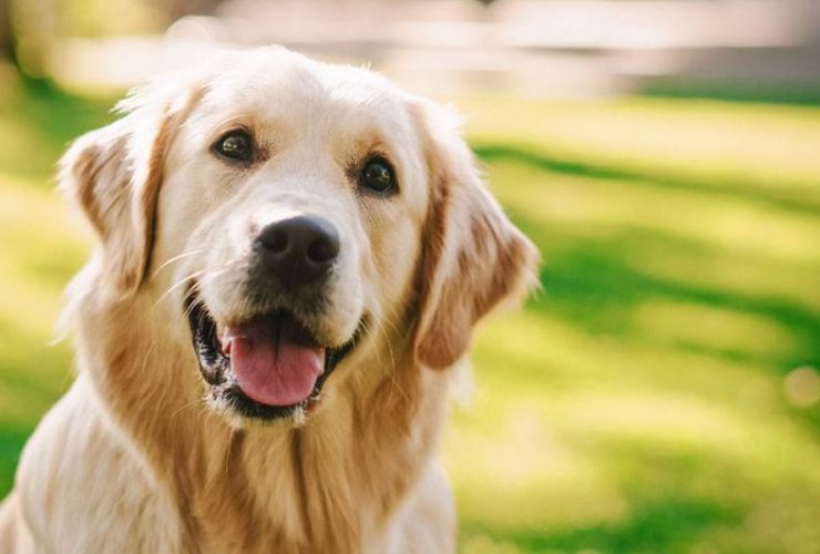 Deadline Approaching Get Your Pennsylvania Dog License Before It’s Too Late