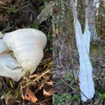 East Tennessee's Cold Beauty Frost Flowers Appear Across the Region