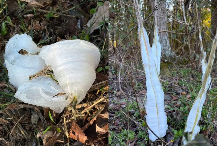 East Tennessee's Cold Beauty Frost Flowers Appear Across the Region