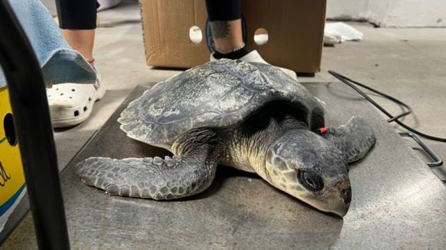 Endangered Sea Turtles Heal in Florida After Cold-Stunning Crisis in Massachusetts