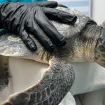 Endangered Sea Turtles Heal in Florida After Cold-Stunning Crisis in Massachusetts