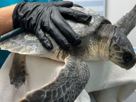 Endangered Sea Turtles Heal in Florida After Cold-Stunning Crisis in Massachusetts