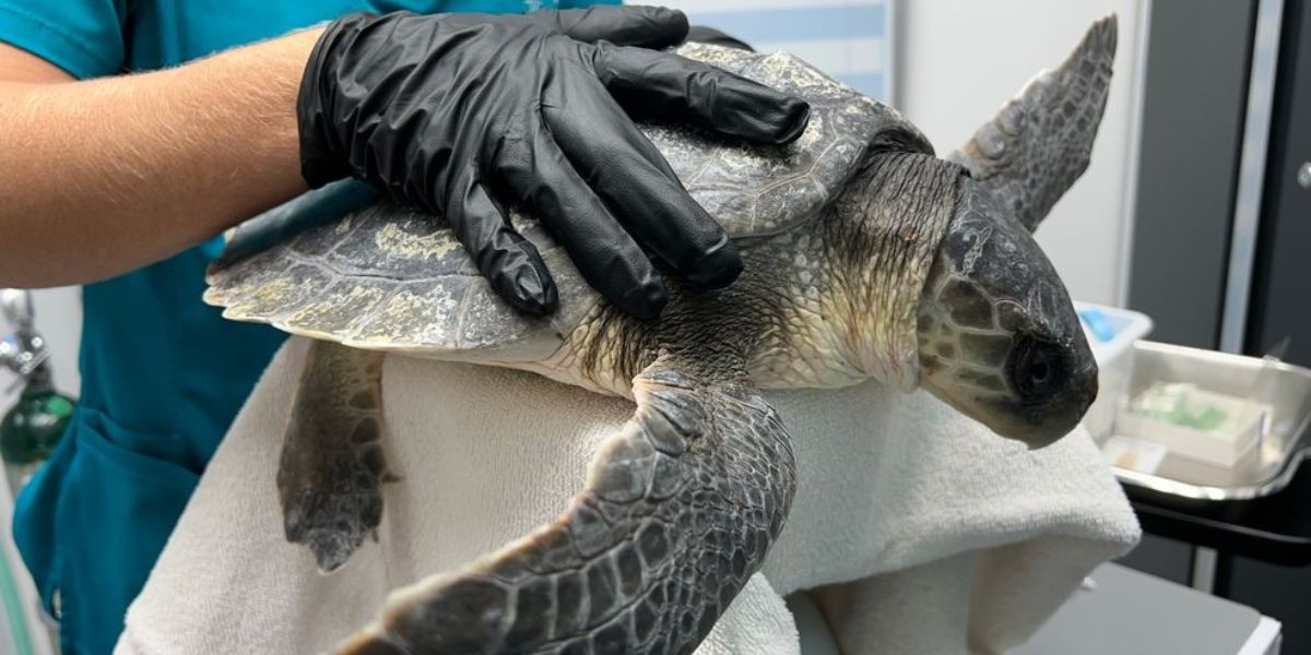 Endangered Sea Turtles Heal in Florida After Cold-Stunning Crisis in Massachusetts