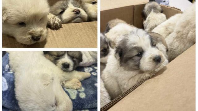 Furry Orphans Box of Puppies Discovered Abandoned in Pennsylvania Park Days Before Christmas