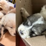 Furry Orphans Box of Puppies Discovered Abandoned in Pennsylvania Park Days Before Christmas