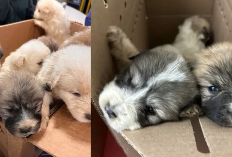 Furry Orphans Box of Puppies Discovered Abandoned in Pennsylvania Park Days Before Christmas
