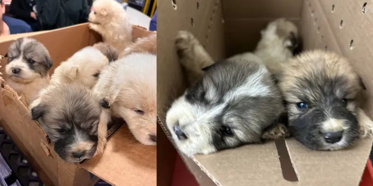 Furry Orphans Box of Puppies Discovered Abandoned in Pennsylvania Park Days Before Christmas