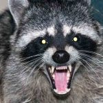 Infant Attacked by Raccoon Inside Idaho Home in Terrifying Encounter