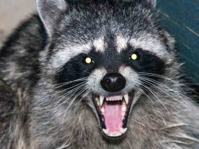 Infant Attacked by Raccoon Inside Idaho Home in Terrifying Encounter