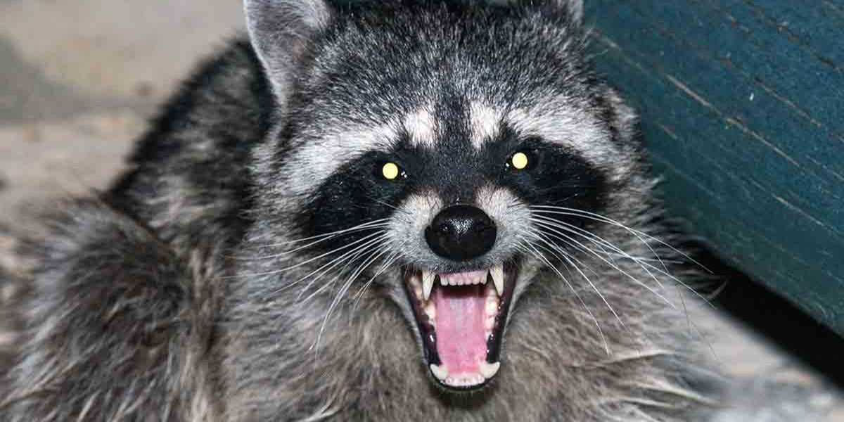 Infant Attacked by Raccoon Inside Idaho Home in Terrifying Encounter