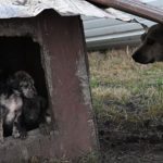 Massive Animal Rescue Texas SPCA Saves Over 100 Animals in Massive Dog and Cockfighting Raid