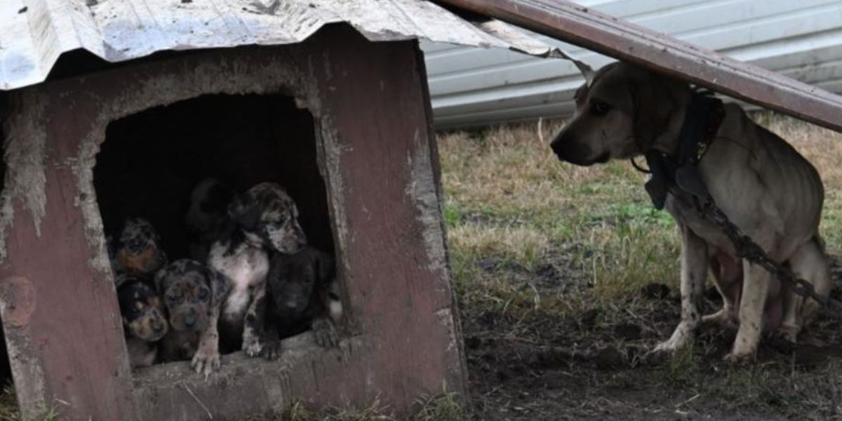 Massive Animal Rescue Texas SPCA Saves Over 100 Animals in Massive Dog and Cockfighting Raid