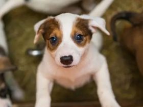 New Colorado Proposal Aims to Restrict Animal Transfers from New Mexico Shelters