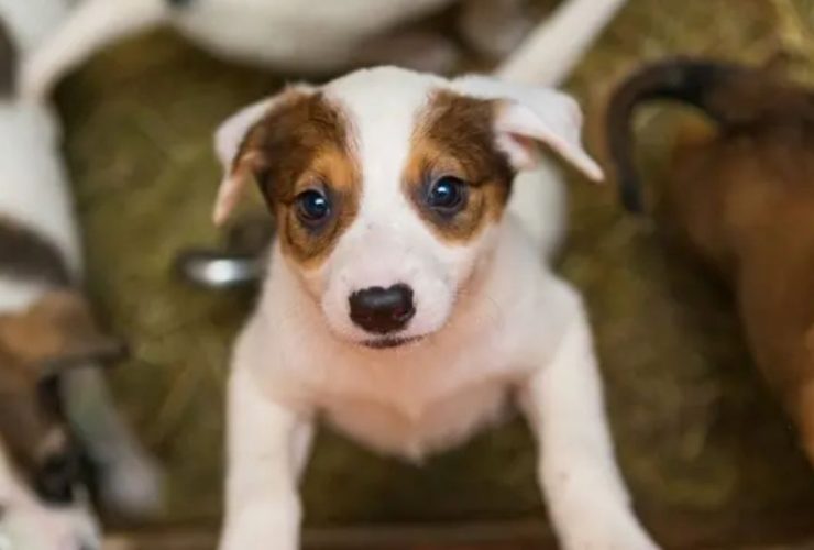 New Colorado Proposal Aims to Restrict Animal Transfers from New Mexico Shelters