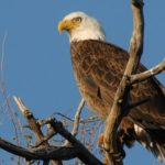 Seasonal Restrictions Put in Place to Protect Bald Eagle Breeding Sites in Arizona Bald Eagle Breeding Sites in Arizona