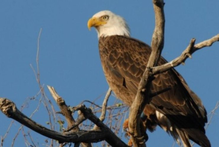 Seasonal Restrictions Put in Place to Protect Bald Eagle Breeding Sites in Arizona Bald Eagle Breeding Sites in Arizona