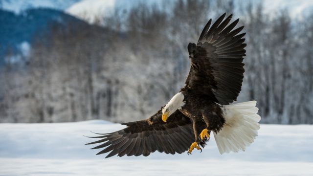 Seasonal Restrictions Put in Place to Protect Bald Eagle Breeding Sites in Arizona Bald Eagle Breeding Sites in Arizona