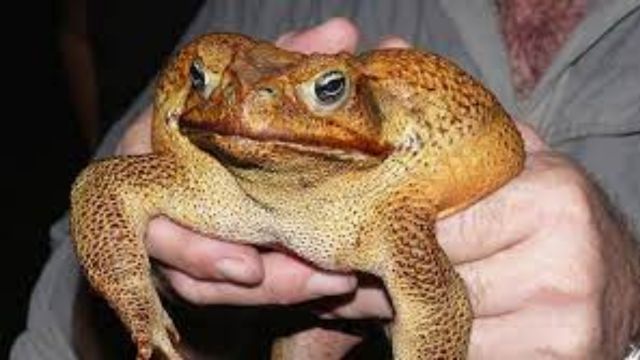 Southeast at Risk of Invasive Species Spread Due to Hurricanes Helene and Milton