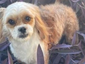 This 14lb Pup is Overflowing with Personality and Ready for a Forever Home
