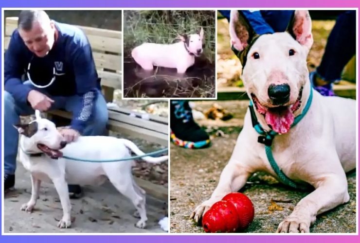 Trooper the Florida Dog Rescued from Hurricane Milton Finds Forever Home as Former Owner Faces Court
