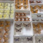 University of Florida Receives Butterfly Collection from 92-Year-Old Chico Biologist