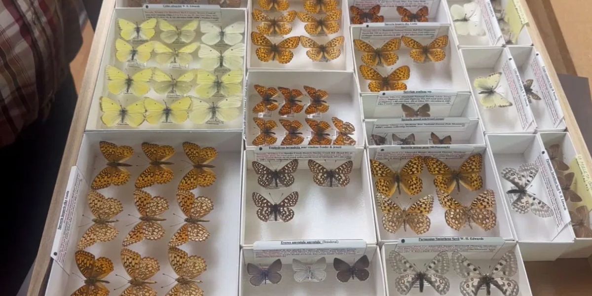 University of Florida Receives Butterfly Collection from 92-Year-Old Chico Biologist