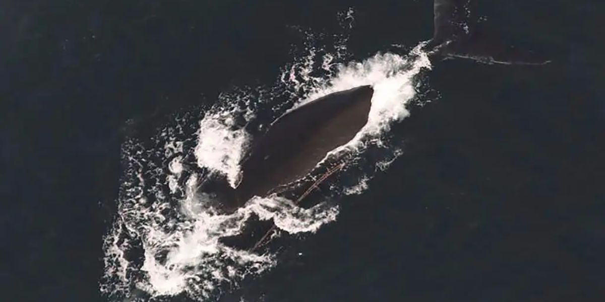 Urgent Concern: 2 Endangered Whales Found Caught in Fishing Gear Off Massachusetts Shore