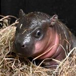 Virginia Zoo Welcomes Adorable Baby Pygmy Hippo Just in Time for Christmas