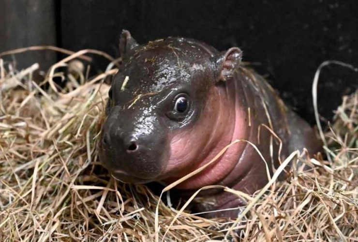 Virginia Zoo Welcomes Adorable Baby Pygmy Hippo Just in Time for Christmas