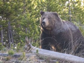 2,000+ Rocky Mountain Grizzly Bears Will Keep Receiving US Protection