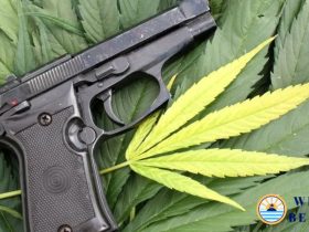Federal Law Says Medical Marijuana Users Can’t Own Guns Here’s What That Means for Kentucky