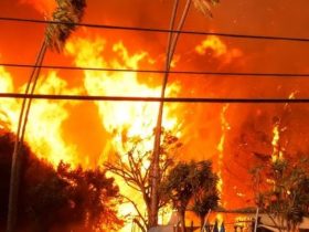 Flames from Eaton Fire Destroy Altadena’s Renowned Bunny Museum