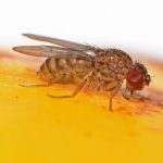 Invasion of Non-Native Fruit Flies Leads to $129M Emergency Funding Request