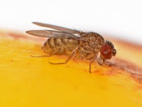 Invasion of Non-Native Fruit Flies Leads to $129M Emergency Funding Request