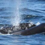 Orca Mother Who Carried Dead Calf for Weeks in 2018 Does the Same Again after Newest Calf Death